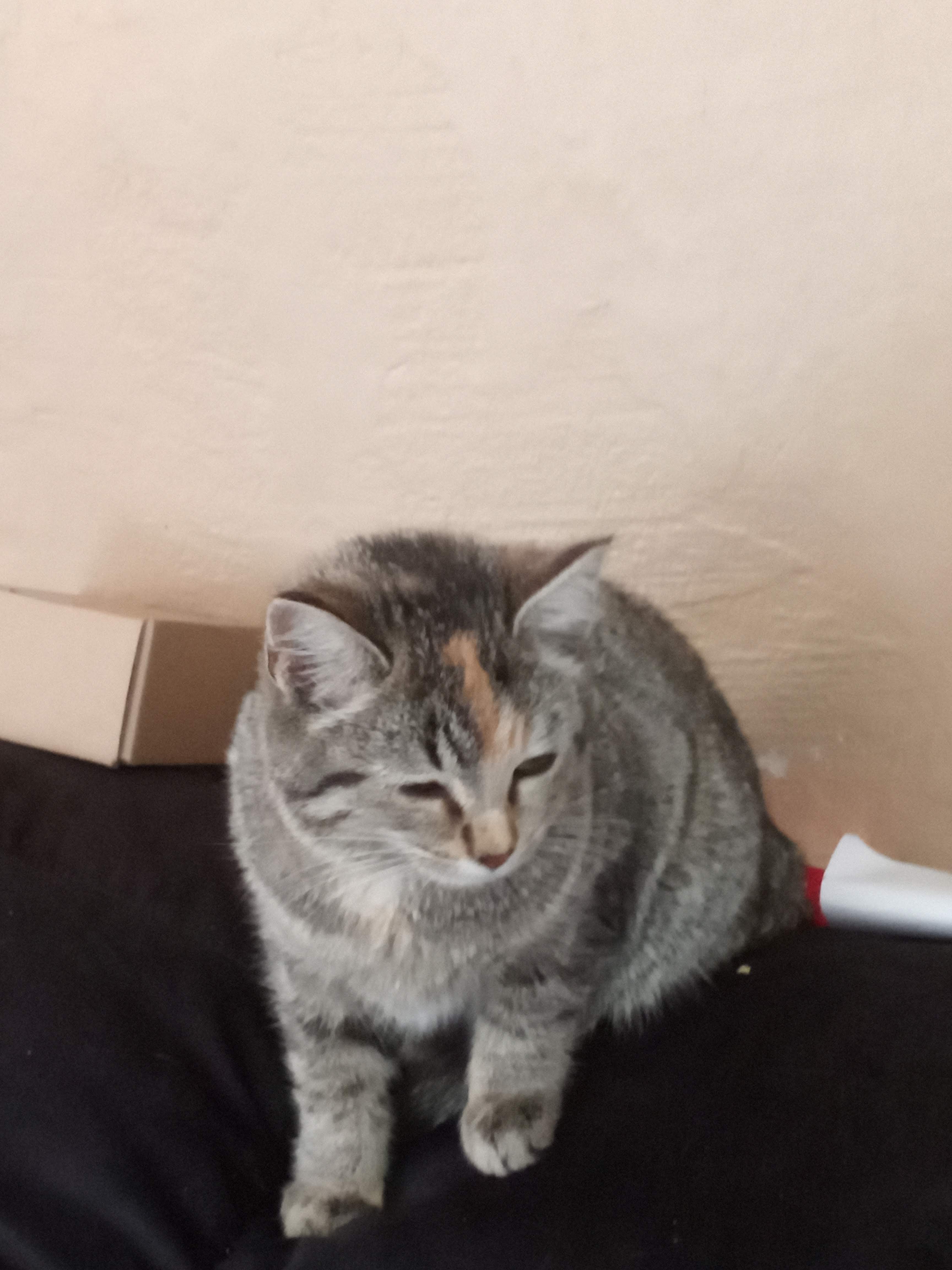 lost cat named Freya